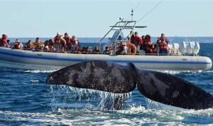 DIA 10 – PUERTO MADRYN | EXCURSION PENINSULA VALDEZ y AVISTAJE DE BALLENAS DIA 10 – PUERTO MADRYN | EXCURSION PENINSULA VALDEZ y AVISTAJE DE BALLENAS