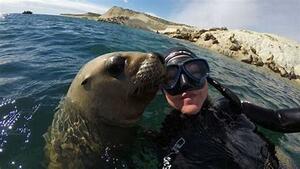 DIA 14 - PUERTO MADRYN | SNORKEL CON LOBOS MARINOS OPCIONALMENTE y AVISTAJE DE BALLENAS en EL DORADILLO DIA 14 - PUERTO MADRYN | SNORKEL CON LOBOS MARINOS OPCIONALMENTE y AVISTAJE DE BALLENAS en EL DORADILLO