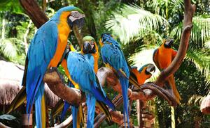 DIA 11 – IGUAZU | EXCURSION CATARATAS BRASILERAS CON PARQUE DE AVES DIA 11 – IGUAZU | EXCURSION CATARATAS BRASILERAS CON PARQUE DE AVES