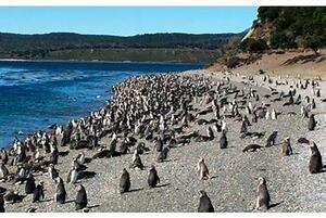 DIA 6 - USHUAIA | PIRATUR PINGUINERA CON CAMINATA DIA 6 - USHUAIA | PIRATUR PINGUINERA CON CAMINATA