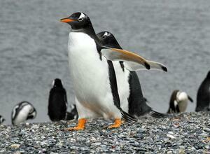 DIA 14 - USHUAIA|EXCURSION CAMINATA CON PINGUINOS PIRATUR DIA 14 - USHUAIA|EXCURSION CAMINATA CON PINGUINOS PIRATUR