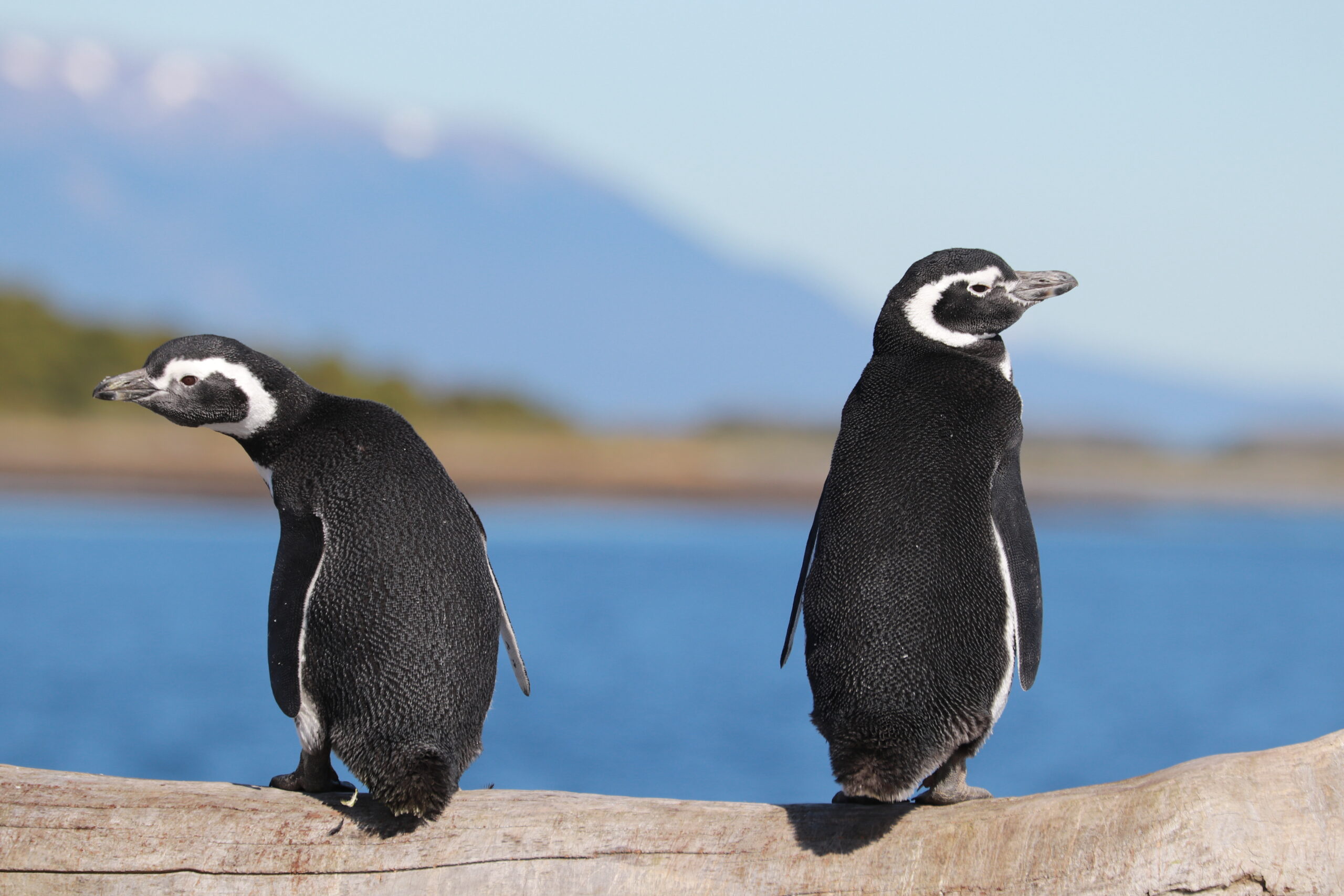 PINGUINOS 3