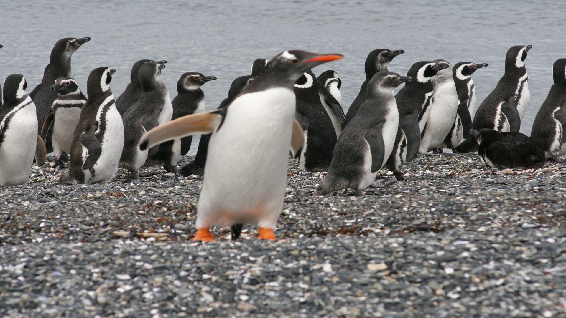 pinguinos 5
