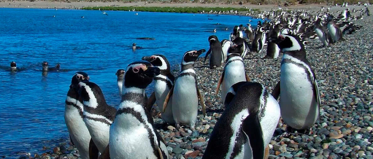 ARGENTINA BALLENAS, PINGUINOS y GLACIARES ARGENTINA BALLENAS, PINGUINOS y GLACIARES