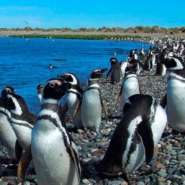 ARGENTINA BALLENAS, PINGUINOS y GLACIARES ARGENTINA BALLENAS, PINGUINOS y GLACIARES