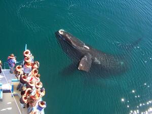 DIA 5 – PUERTO MADRYN|EXCURSION PENINSULA VALDES y PINGUINOS con AVISTAJE DE BALLENAS DIA 5 – PUERTO MADRYN|EXCURSION PENINSULA VALDES y PINGUINOS con AVISTAJE DE BALLENAS